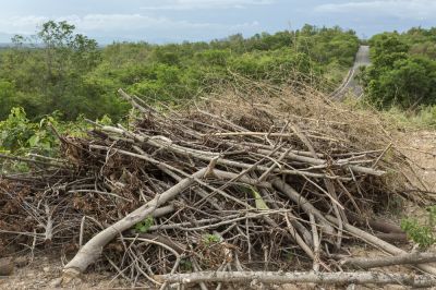 Remove Overgrown Vegetation!